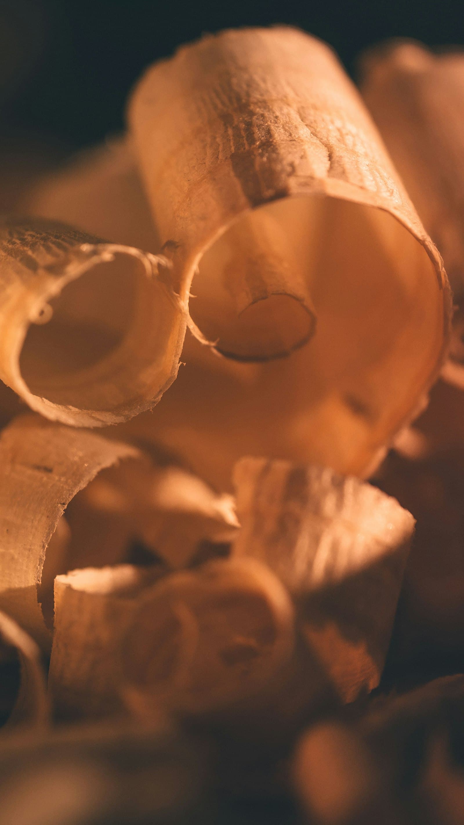 Curled mahogany shavings from the planer
